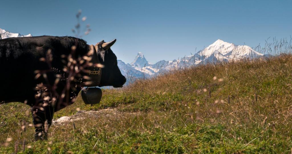 Hotel Slalom Bettmeralp Εξωτερικό φωτογραφία